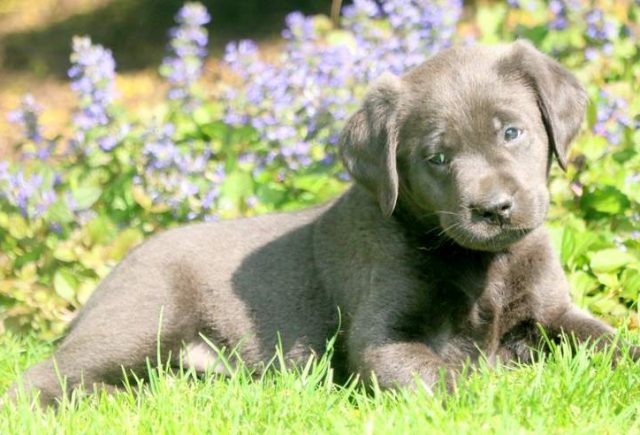 Champ-Charcoal-Labrador-Retriever-3.jpg