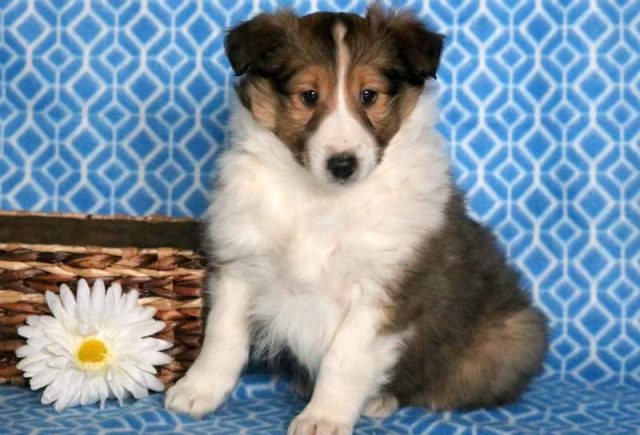 Champ-Sheltie.jpg