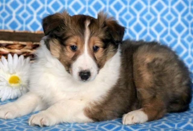 Champ-Sheltie2.jpg