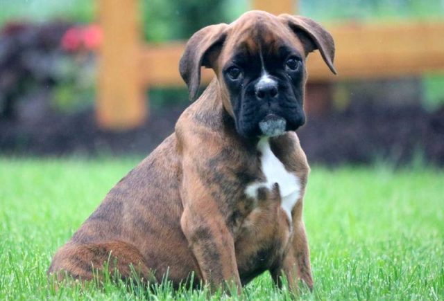Chance-Boxer-Puppy.jpg