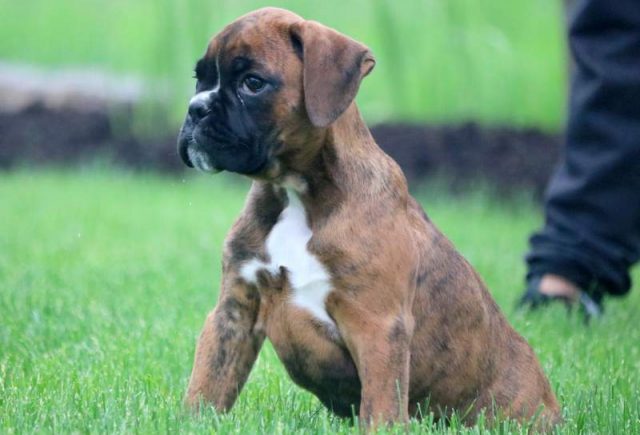 Chance-Boxer-Puppy2.jpg