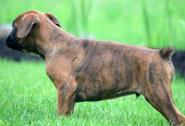 Chance-Boxer-Puppy3.jpg
