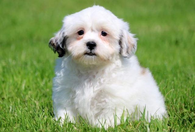 Chance-Shorkie.jpg