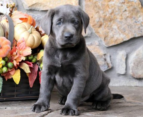 Charcoal Lab