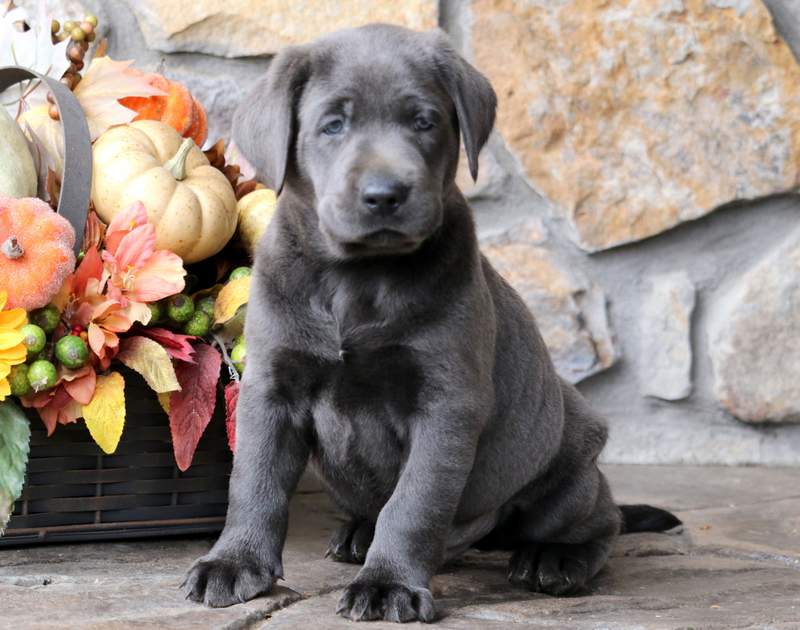 charcoal lab puppies near me