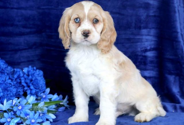 Charlie-Cocker-Spaniel-1.jpg