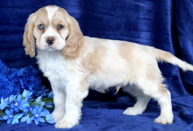 Charlie-Cocker-Spaniel-2.jpg