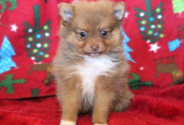 Charlie-Pomeranian-e1519235534569.jpg