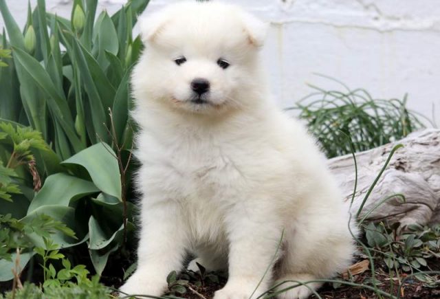 Charm-Samoyed.jpg