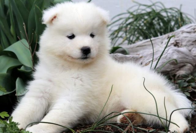 Charm-Samoyed2.jpg