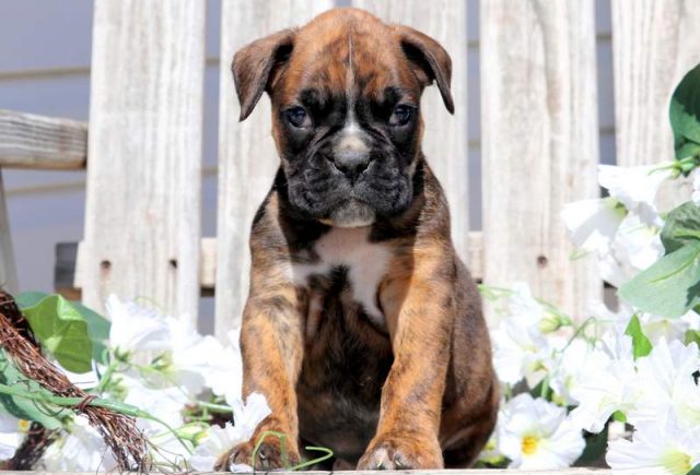 Chase-Boxer-1.jpg