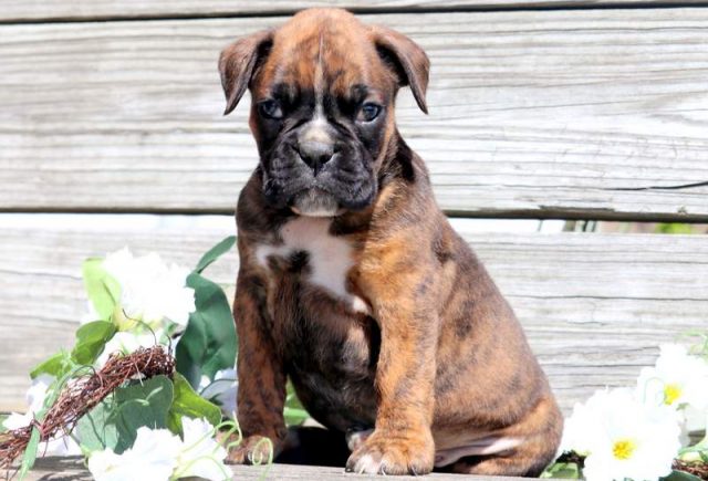 Chase-Boxer-2.jpg