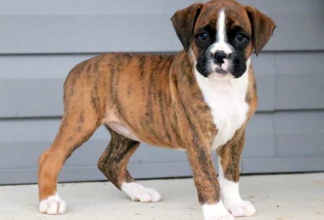 Cherry-Boxer-1.jpg