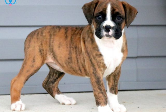 Cherry-Boxer.jpg