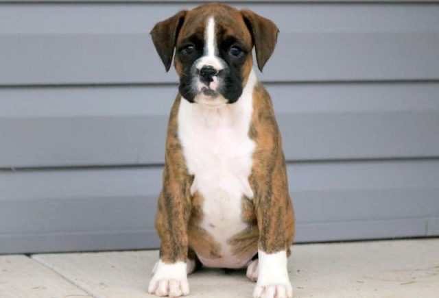 Cherry-Boxer2-1.jpg