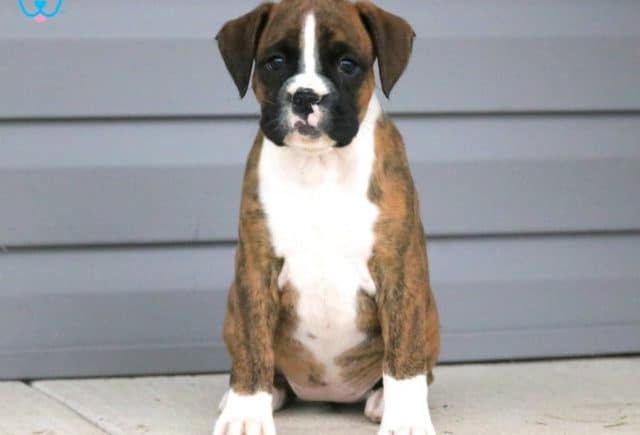 Cherry-Boxer2.jpg