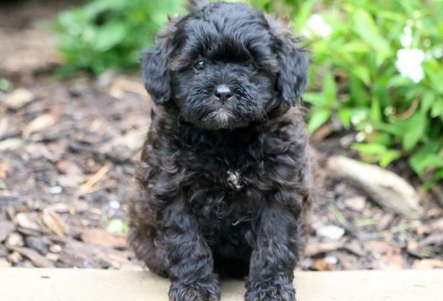 Cherry-Shihpoo.jpg