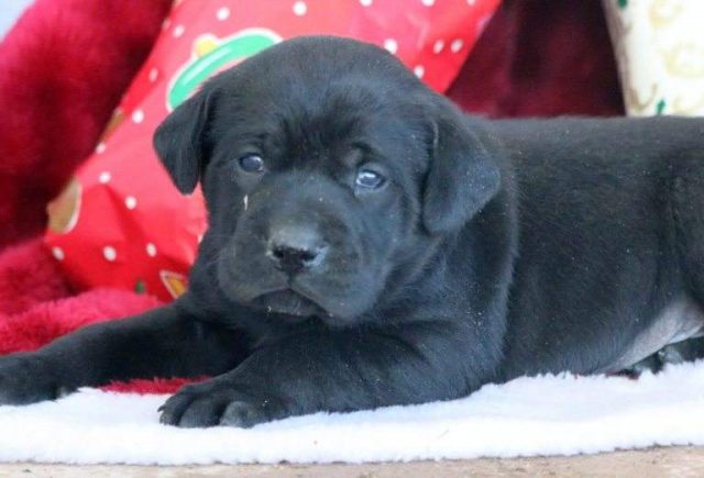 Chex-Lab-Mix-e1519240139162.jpg