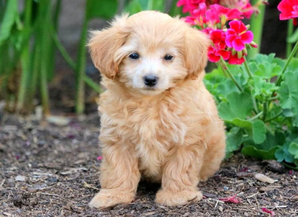 Maltipoo Dog Price