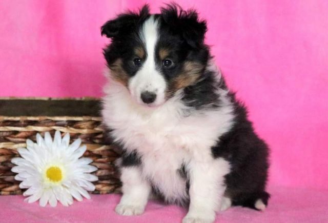 Chillie-Sheltie.jpg