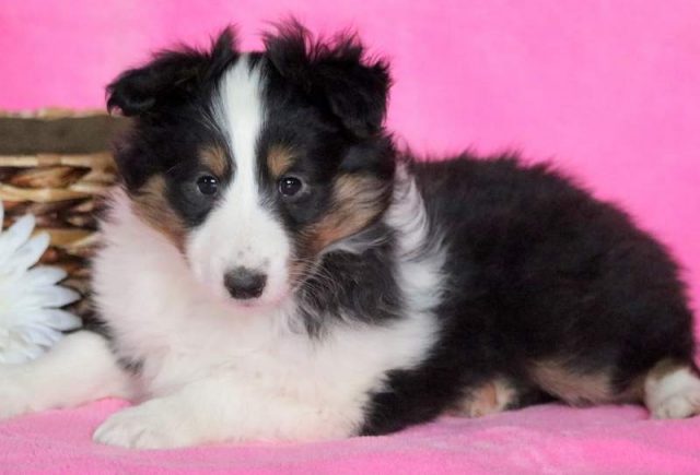Chillie-Sheltie2.jpg
