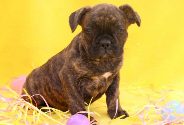 Chloe-French-Bulldog.jpg