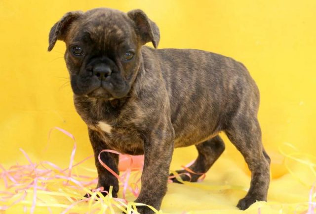 Chloe-French-Bulldog2.jpg