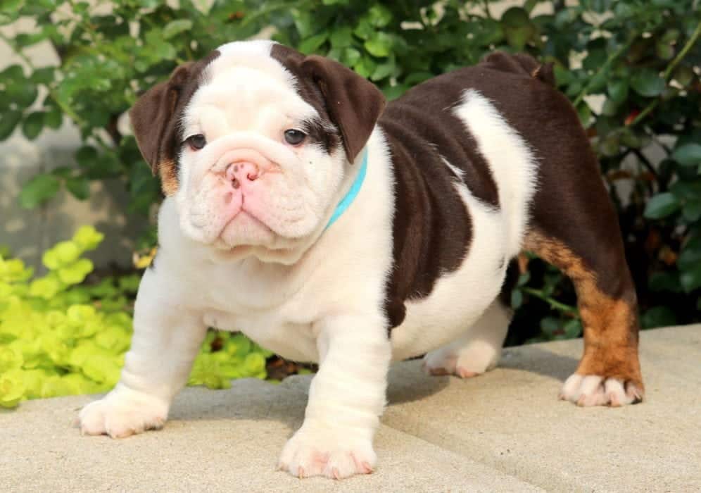 Chocolate | English Bulldog Puppy For Sale | Keystone Puppies