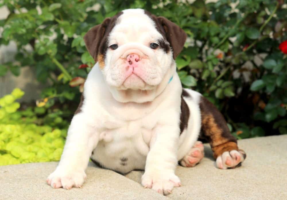 Chocolate English Bulldog Puppy For Sale Keystone Puppies