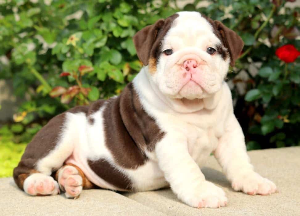 chocolate bulldog puppy