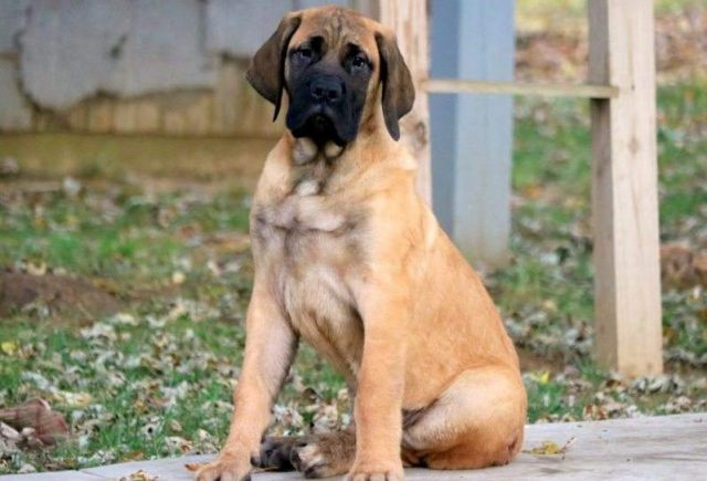 Chops-English-Mastiff-Retake-e1519249000901.jpg