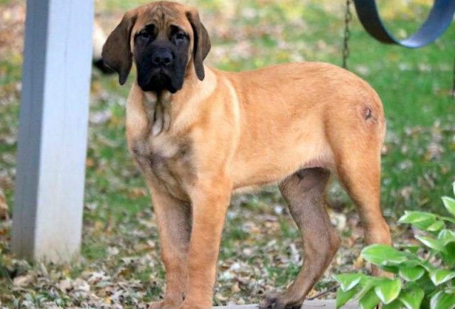 Chops-English-Mastiff-Retake2-e1519249011299.jpg