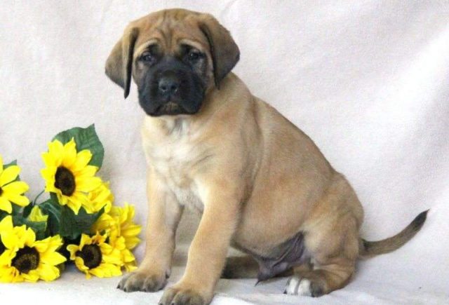 Chops-English-Mastiff-e1519325191824.jpg