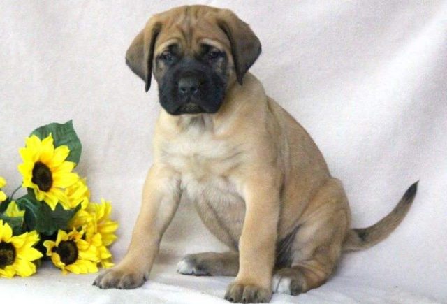 Chops-English-Mastiff2-e1519325198968.jpg