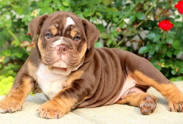 Chubbs | English Bulldog Puppy For Sale | Keystone Puppies