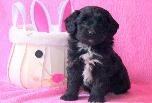 Cici-Miniature-Aussiedoodle-1.jpg