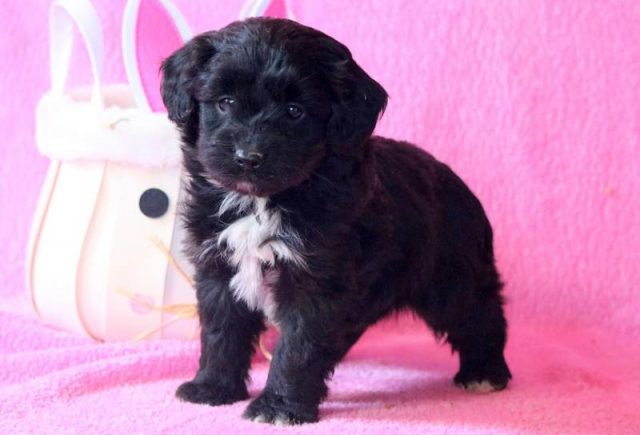 Cici-Miniature-Aussiedoodle-2.jpg