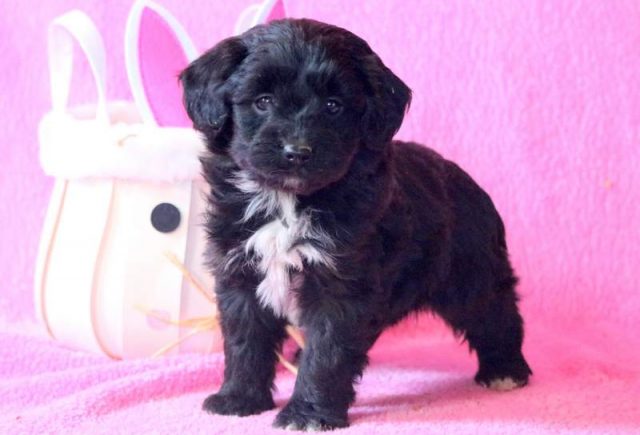 Cici-Miniature-Aussiedoodle-3.jpg