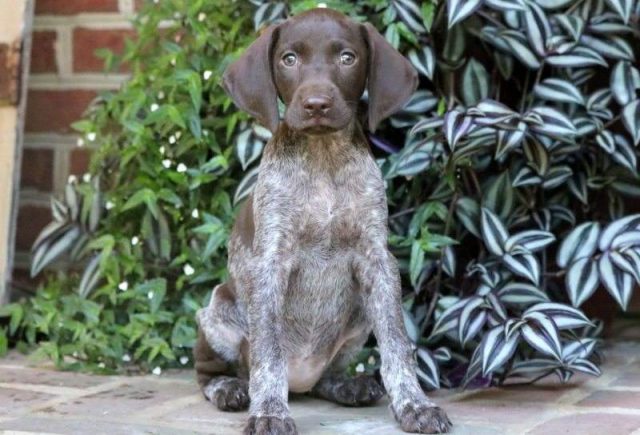 Cinderella-German-Shorthaired-Pointer-e1519167243301.jpg