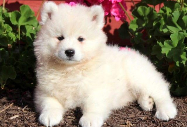 Cinderella-Samoyed-e1519319622879.jpg