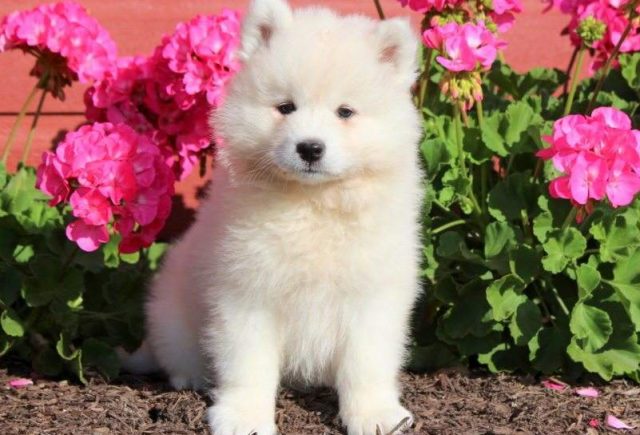 Cinderella-Samoyed2-e1519319616768.jpg