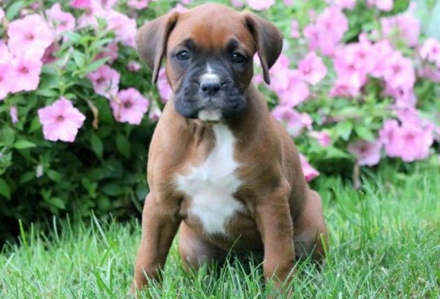 Cinnamon-Boxer-e1519166246667.jpg
