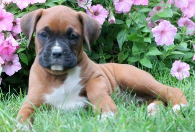 Cinnamon-Boxer2-e1519166252113.jpg