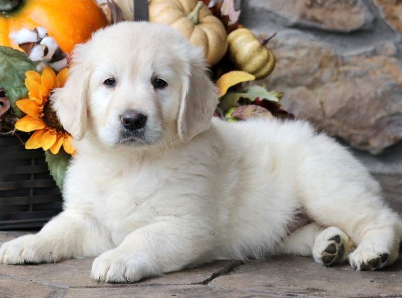 english cream golden retriever english cream golden retriever