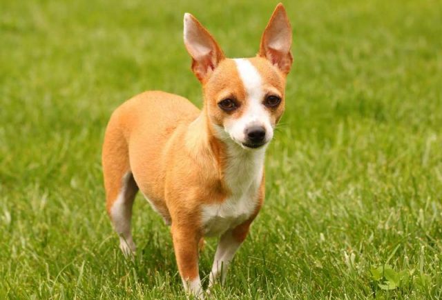 Clarabelle-Chihuahua-Ruthie-Lombardi.jpg