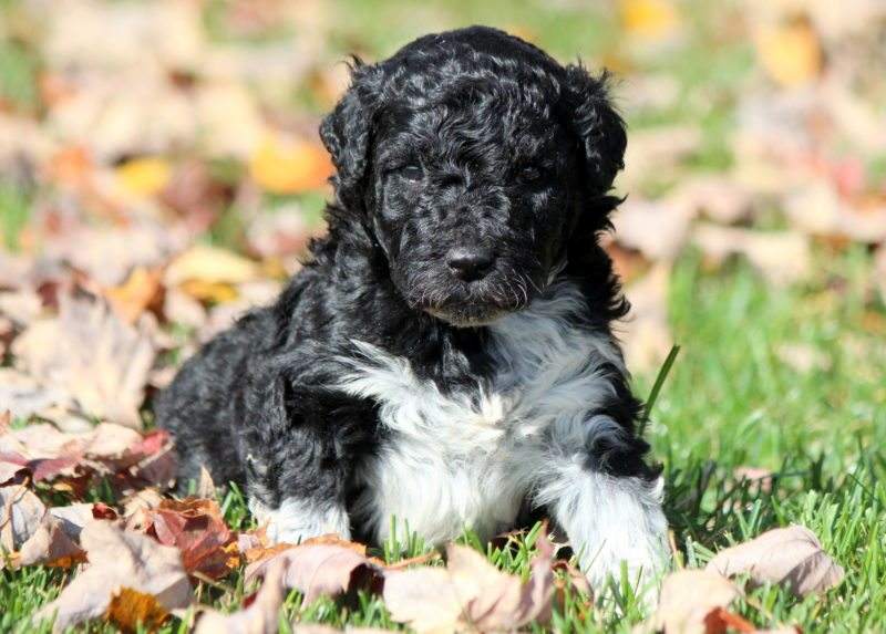 Claudia Portuguese Water Dog Puppy For Sale Keystone
