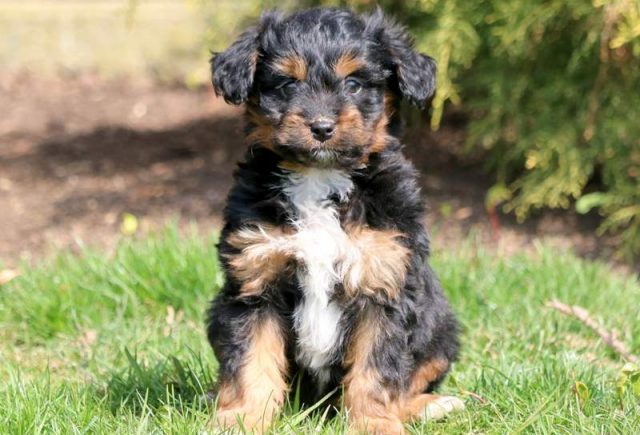 Clay-Mini-Aussiedoodle-Puppy.jpg