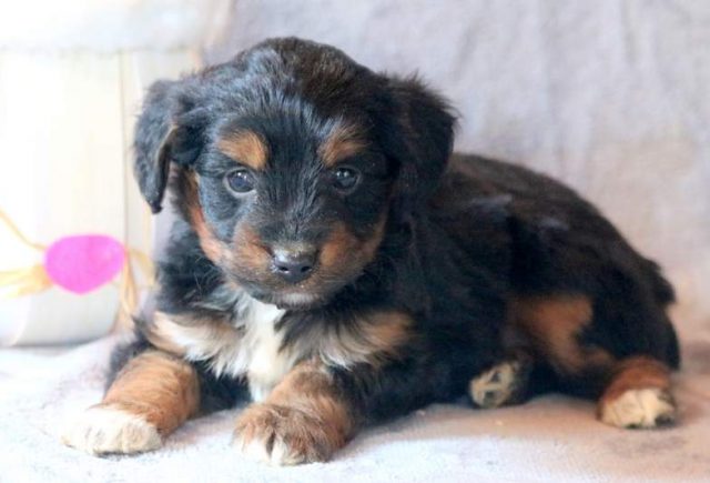 Clay-Miniature-Aussiedoodle-2.jpg