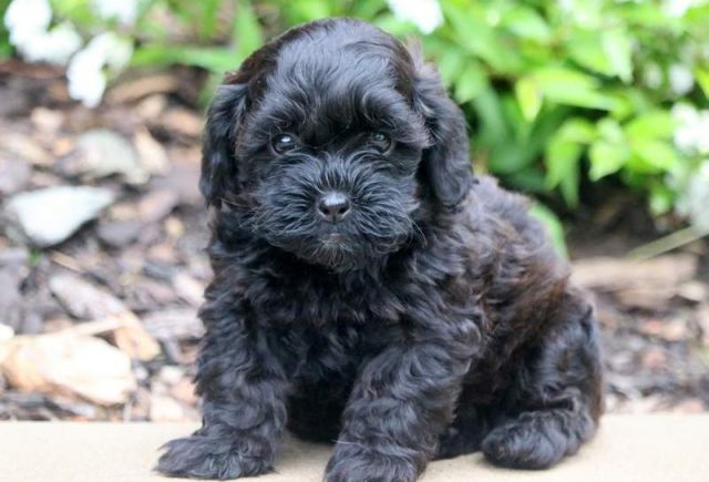 Cleo-Shihpoo.jpg