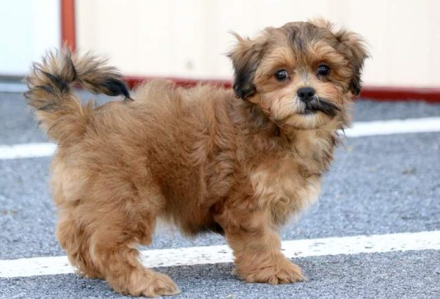 Cleo-Shorkie.jpg